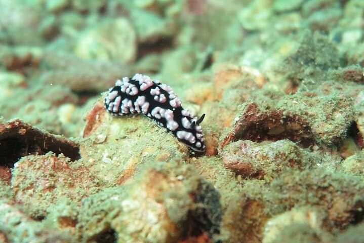Chumphon Pinnacle & Koh Tao: 2-Dive Day Trip from Koh Samui photo 6