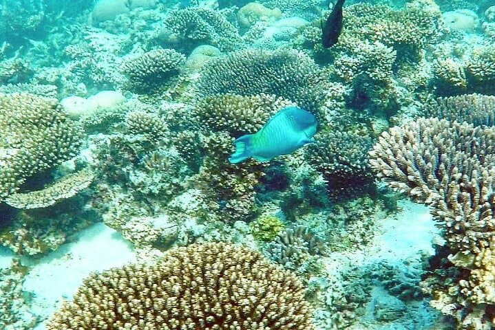 Marine Eco Safari: Swim with Manta Rays at Ningaloo Reef photo 3