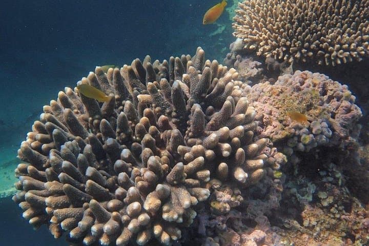 Marine Eco Safari: Swim with Manta Rays at Ningaloo Reef photo 6