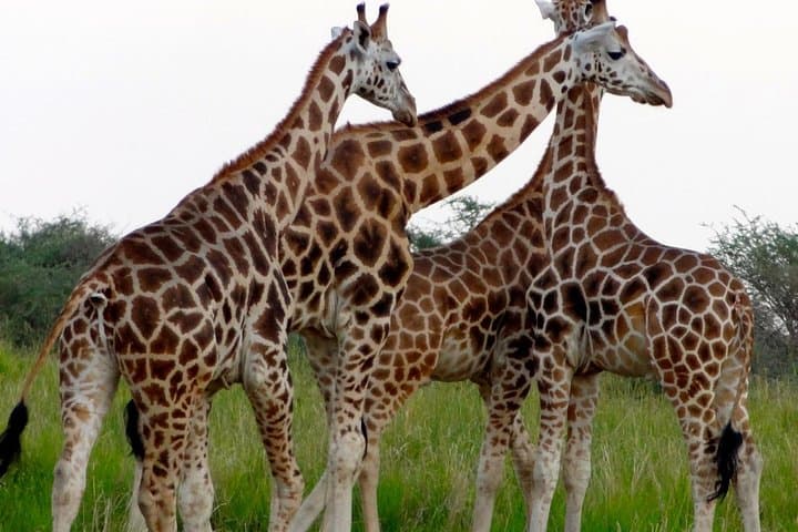 6-Day Wildlife Safari: Kidepo & Murchison Falls National Parks, Uganda photo 3