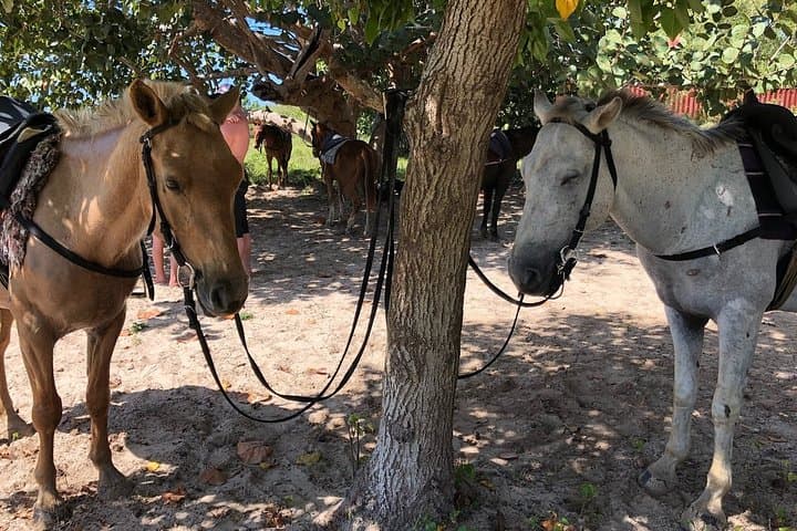 Negril Horseback Beach Ride & Ocean Swim — 1.5-Hour Guided Tour photo 5
