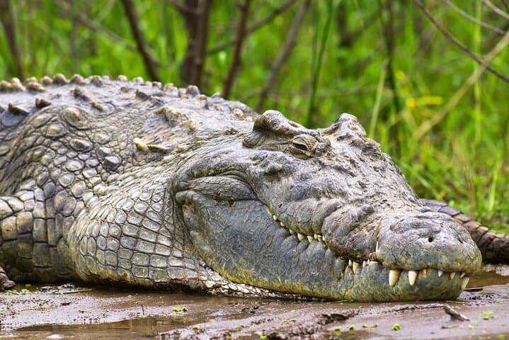 6-Day Wildlife Safari: Kidepo & Murchison Falls National Parks, Uganda photo 5
