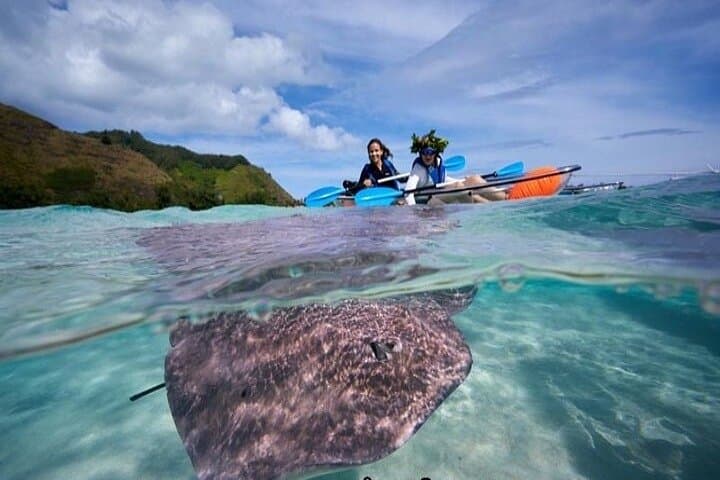 Transparent Kayak Eco-Excursion: Moorea Lagoon Afternoon with Turtles & Coral photo 2