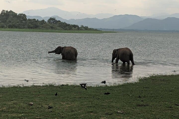 Private Half-Day Safari in Udawalawe National Park — Elephant Encounters & Birdlife photo 3