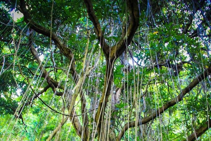 St. Kitts Rainforest Tour: Wingfield Estate Walk and River Dip photo 4