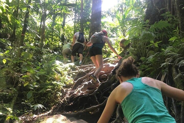 Hike Mount Liamuiga Volcano: St Kitts Day Trek to 3,792 ft Cloud Forest photo 5
