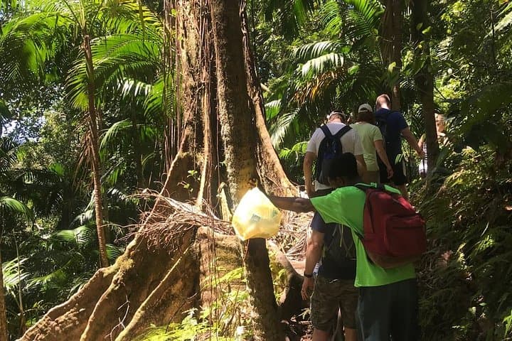 Hike Mount Liamuiga Volcano: St Kitts Day Trek to 3,792 ft Cloud Forest photo 6