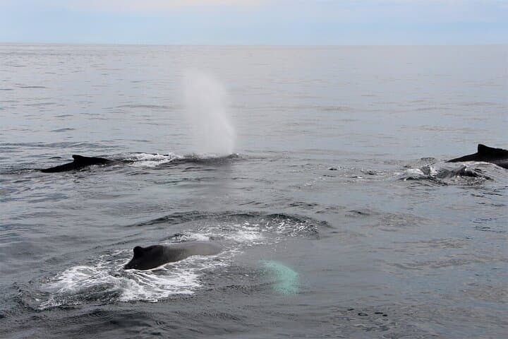 Gloucester Whale Watching: Stellwagen Bank Tour aboard The Hurricane II photo 4