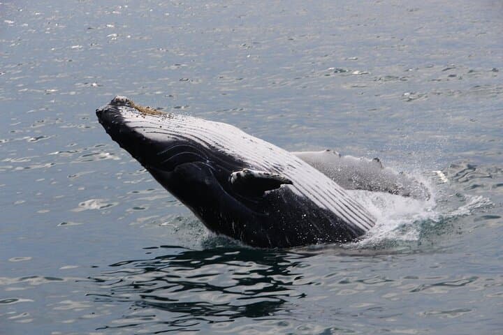 Gloucester Whale Watching: Stellwagen Bank Tour aboard The Hurricane II photo 5