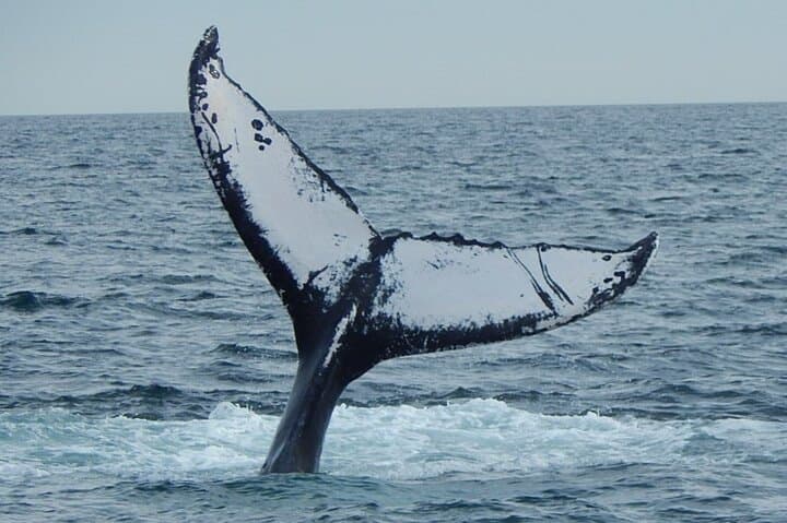 Gloucester Whale Watching: Stellwagen Bank Tour aboard The Hurricane II photo 6