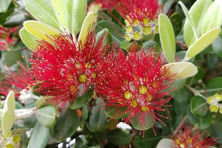 Piha Waitakere Rainforest and West Coast Wine Tour from Auckland photo 5