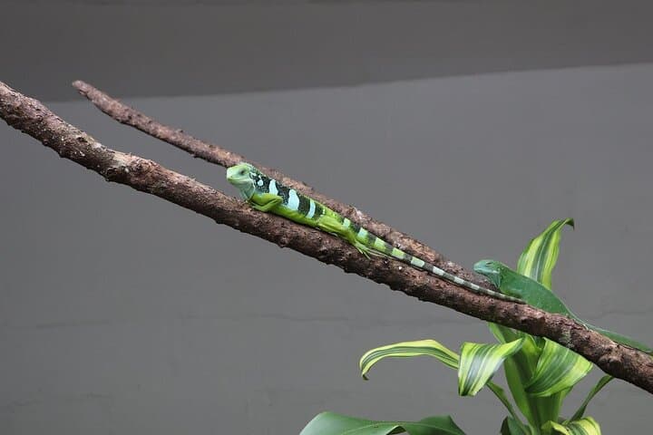 Kula WILD Adventure Park: Explore Fiji’s Forest Canopy and Marine Exhibits photo 6