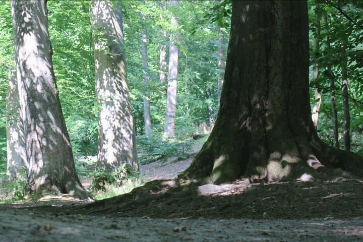 Trail Running Greater Copenhagen: 6km Guided Forest Run from Hvalsø photo 5