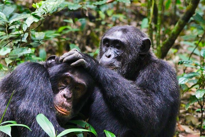 6-Day Uganda Primate Explorer — Gorilla & Chimpanzee Trekking in Bwindi and Lake Mburo photo 2