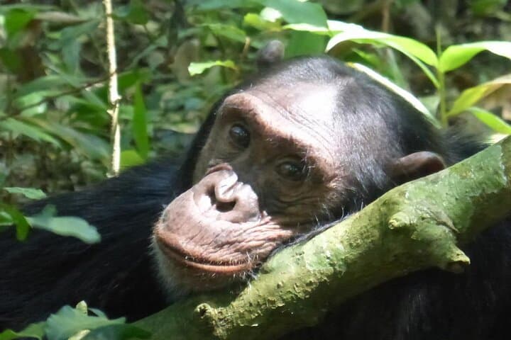6-Day Uganda Primate Explorer — Gorilla & Chimpanzee Trekking in Bwindi and Lake Mburo photo 4