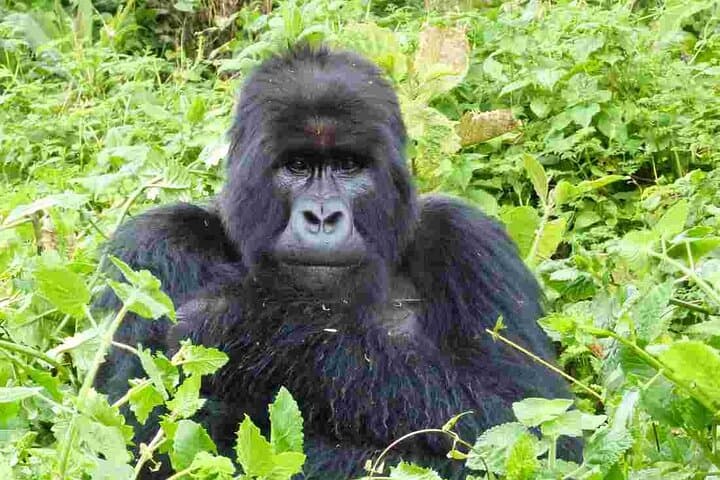 6-Day Uganda Primate Explorer — Gorilla & Chimpanzee Trekking in Bwindi and Lake Mburo photo 6