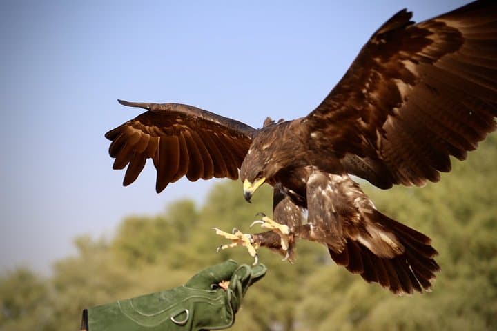 Private Falconry Safari in Dubai Desert Conservation Reserve photo 3