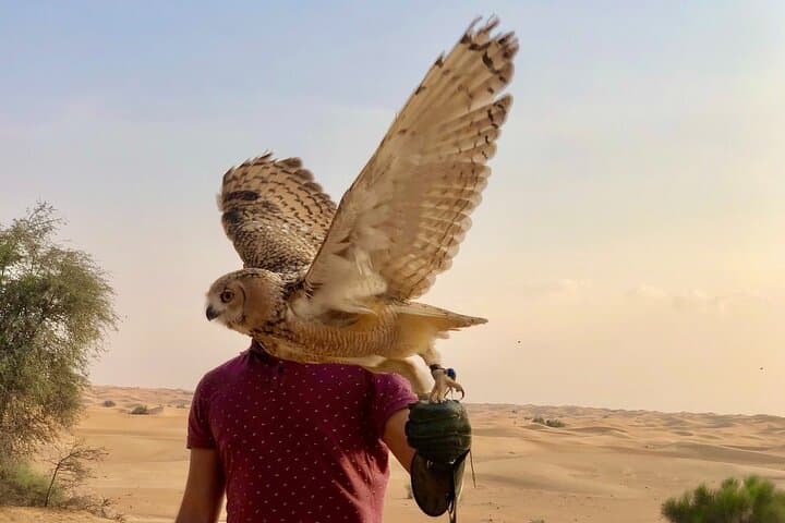 Private Falconry Safari in Dubai Desert Conservation Reserve photo 4