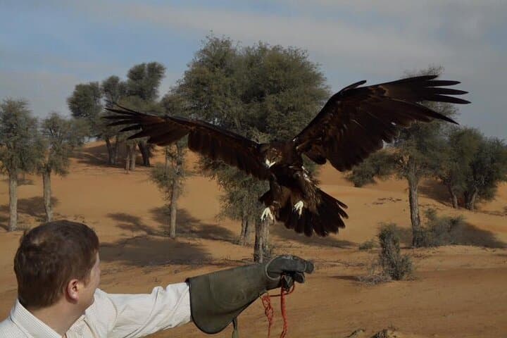 Private Falconry Safari in Dubai Desert Conservation Reserve photo 6