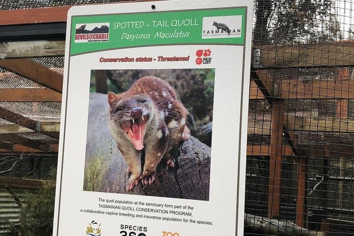 Night Feeding: Tasmanian Devil Tour at Cradle Mountain Sanctuary photo 6