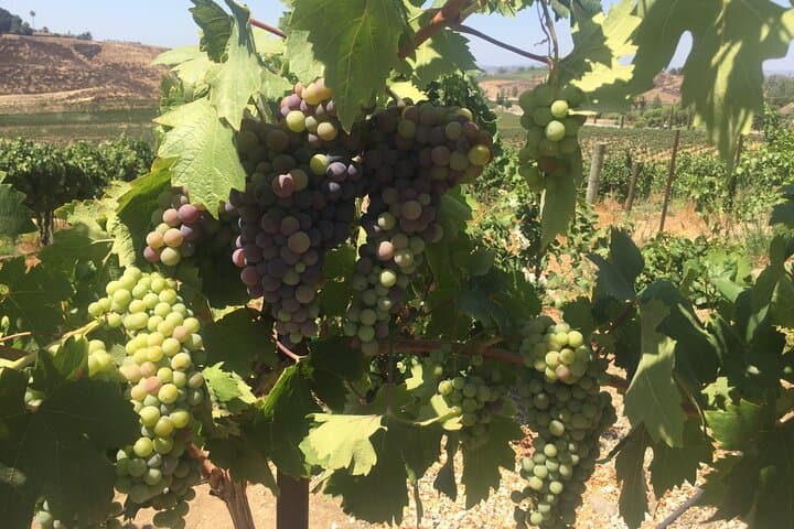 Private Temecula Wine Tasting Tour: Vineyard Drive, Tastings & Lunch photo 3
