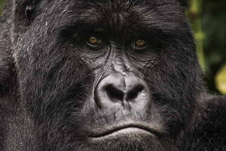 4-Day Bwindi Gorilla Trekking Safari — Private Bwindi Impenetrable Tour photo 4