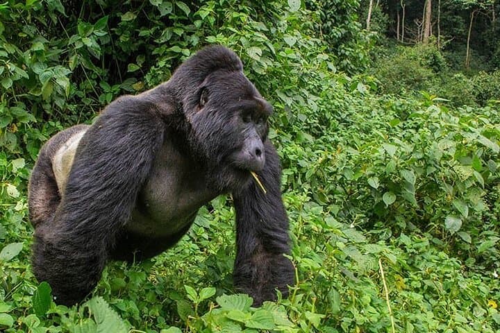 4-Day Bwindi Gorilla Trekking Safari — Private Bwindi Impenetrable Tour photo 5