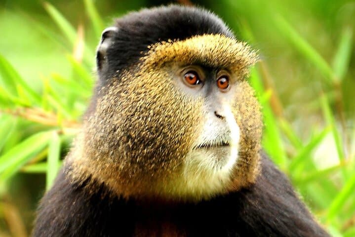 6-Day Mgahinga Gorilla and Golden Monkey Trekking Adventure, Uganda photo 5