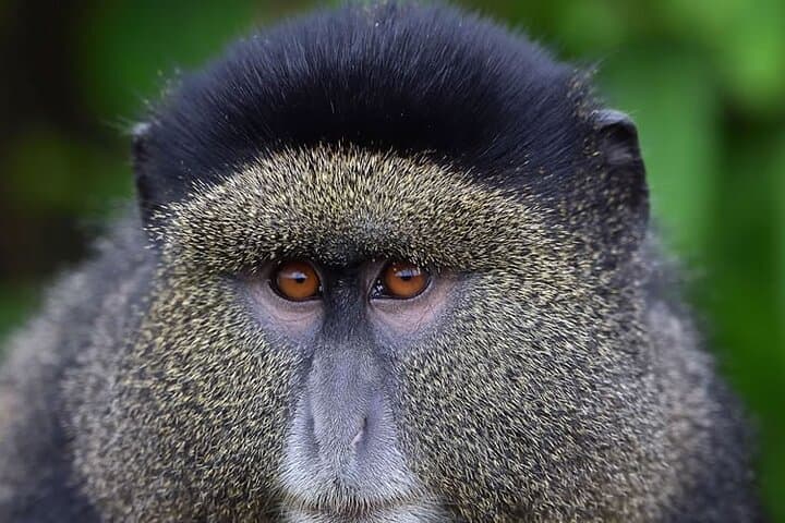 6-Day Mgahinga Gorilla and Golden Monkey Trekking Adventure, Uganda