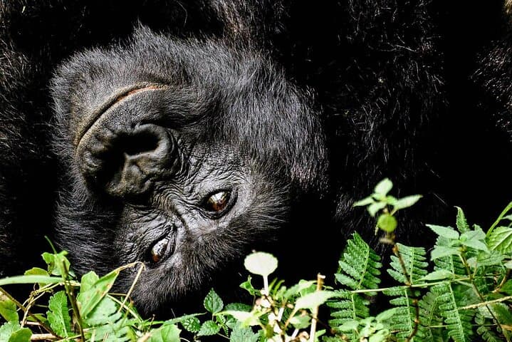 6-Day Mgahinga Gorilla and Golden Monkey Trekking Adventure, Uganda photo 2