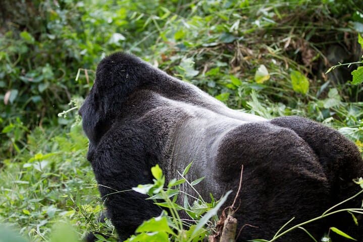 6-Day Mgahinga Gorilla and Golden Monkey Trekking Adventure, Uganda photo 4