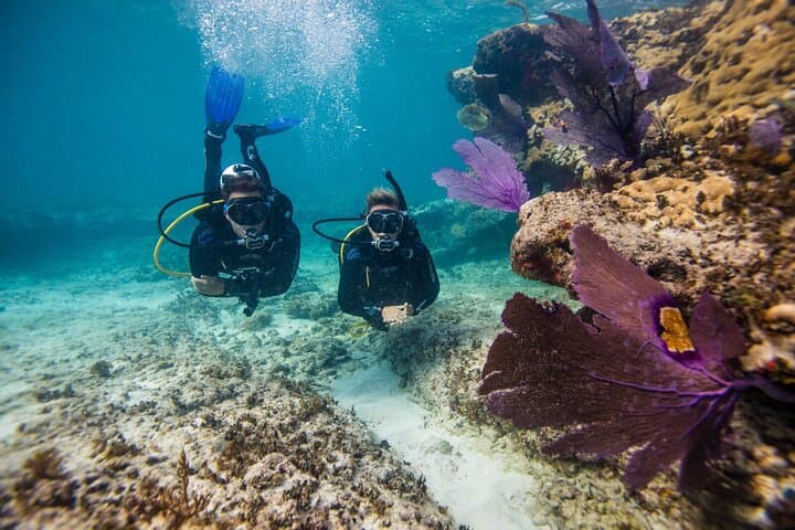 Aruba One-or-Two Tank Scuba Dive: Palm Beach Wrecks & Reefs photo 2