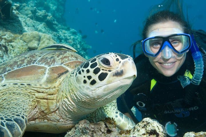 Aruba One-or-Two Tank Scuba Dive: Palm Beach Wrecks & Reefs photo 6