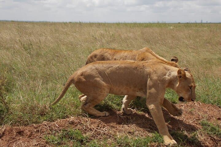 Inside Nairobi National Park: Half-Day Safari and Sheldrick Elephant Nursery Experience photo 2