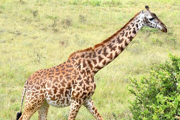 Inside Nairobi National Park: Half-Day Safari and Sheldrick Elephant Nursery Experience photo 3