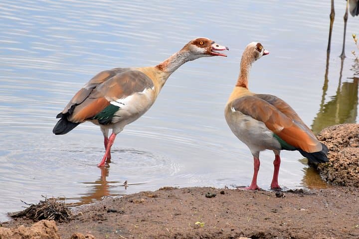 Inside Nairobi National Park: Half-Day Safari and Sheldrick Elephant Nursery Experience photo 4