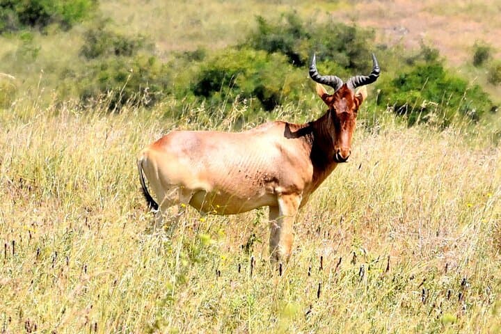 Inside Nairobi National Park: Half-Day Safari and Sheldrick Elephant Nursery Experience photo 5