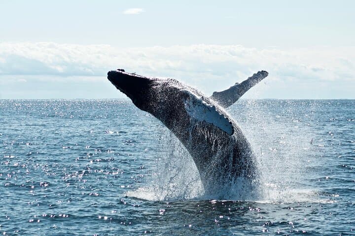 8-Day Southern Crossing: Christchurch to Milford Sound, Franz Josef & Queenstown photo 3
