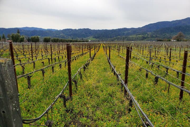 Private 6-Hour Sparkling Wine Tour of Napa Valley — Bubbles, Views & Tastings photo 4