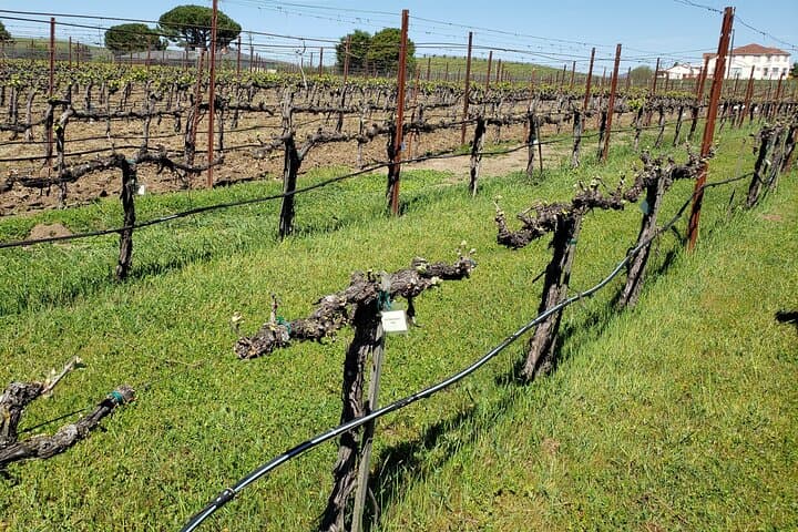 Private 6-Hour Napa Valley Cabernet Sauvignon Tour — Chauffeured Tastings & Vineyard Views photo 3