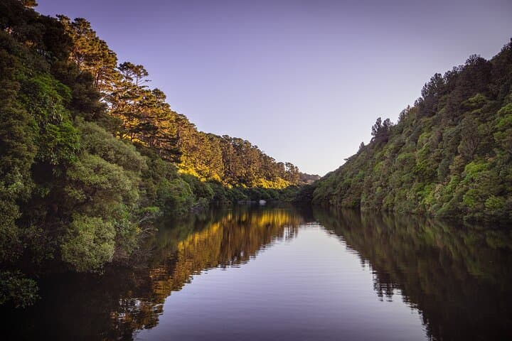 Zealandia Twilight Guided Eco Wildlife Tour — Night Walk in Wellington’s Urban Sanctuary photo 2