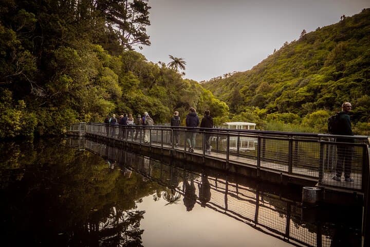 Zealandia Twilight Guided Eco Wildlife Tour — Night Walk in Wellington’s Urban Sanctuary