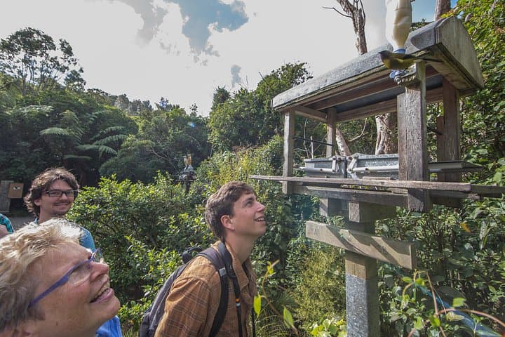 Zealandia 2-Hour Eco Wildlife Tour — Wellington’s Mainland Sanctuary Experience photo 1