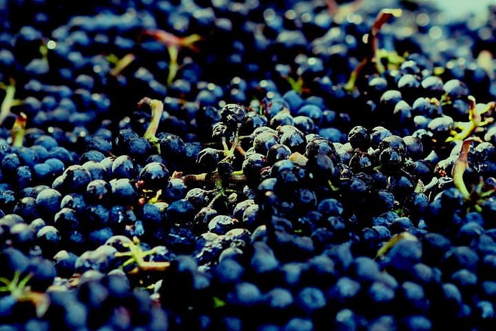 Private Napa Wine Country Day Trip from San Francisco — 8-Hour Luxury Tour photo 4