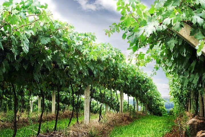 Private Napa Wine Country Day Trip from San Francisco — 8-Hour Luxury Tour photo 3