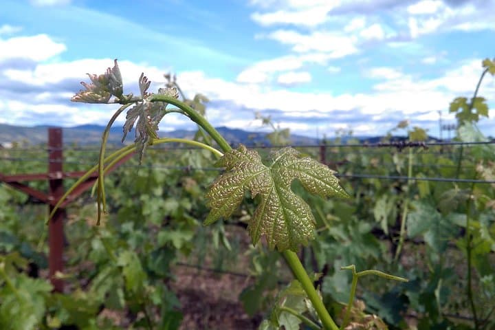 Napa Valley 6-Hour Private Dessert Wine Tour: Tasting Semi-Sweet and Vintage Releases photo 4