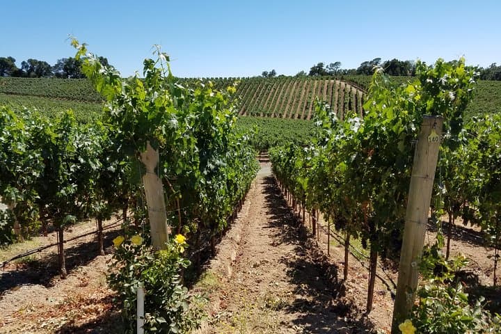 Napa Valley 6-Hour Private Dessert Wine Tour: Tasting Semi-Sweet and Vintage Releases photo 5