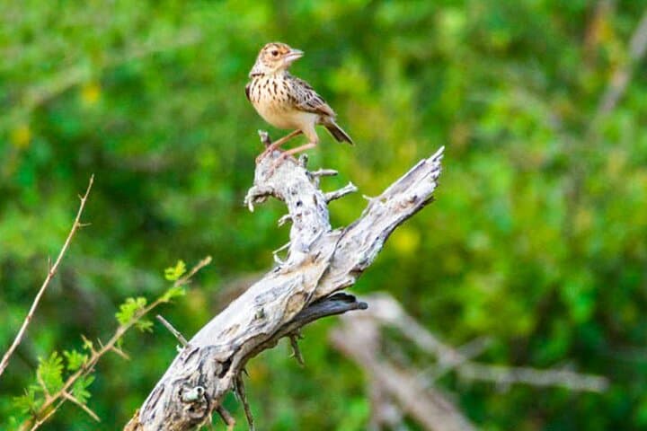 Lahugala Kitulana Safari: Elephant Herds, Waterbirds & Leopard Tracks with a Naturalist photo 2