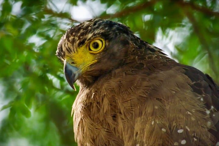 Lahugala Kitulana Safari: Elephant Herds, Waterbirds & Leopard Tracks with a Naturalist