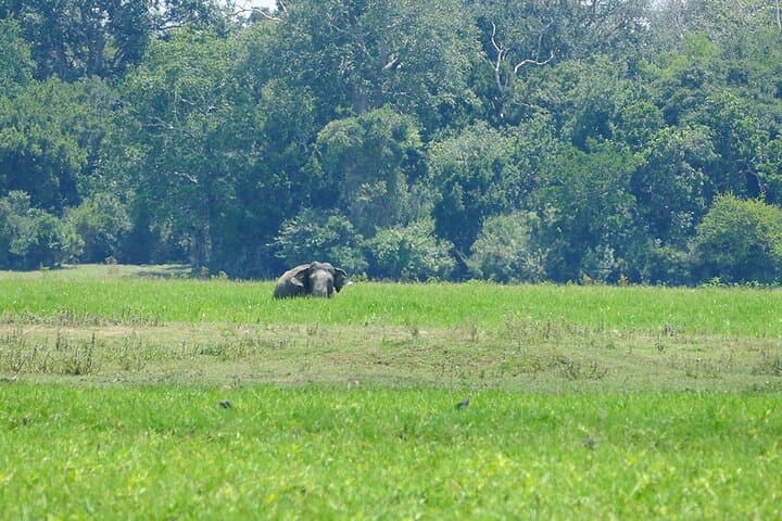 Lahugala Kitulana Safari: Elephant Herds, Waterbirds & Leopard Tracks with a Naturalist photo 5